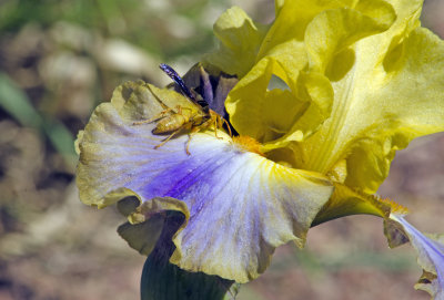 C12_8919a.jpg