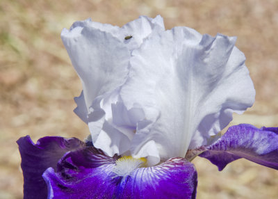 C12_8979a.jpg