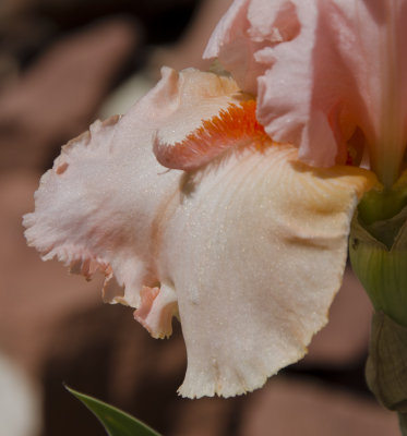 C12_9010a.jpg