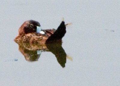 Male Masked Duck (Check the Dragonflies)