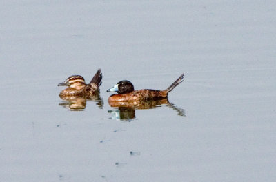 Masked Duck Pair  - 2