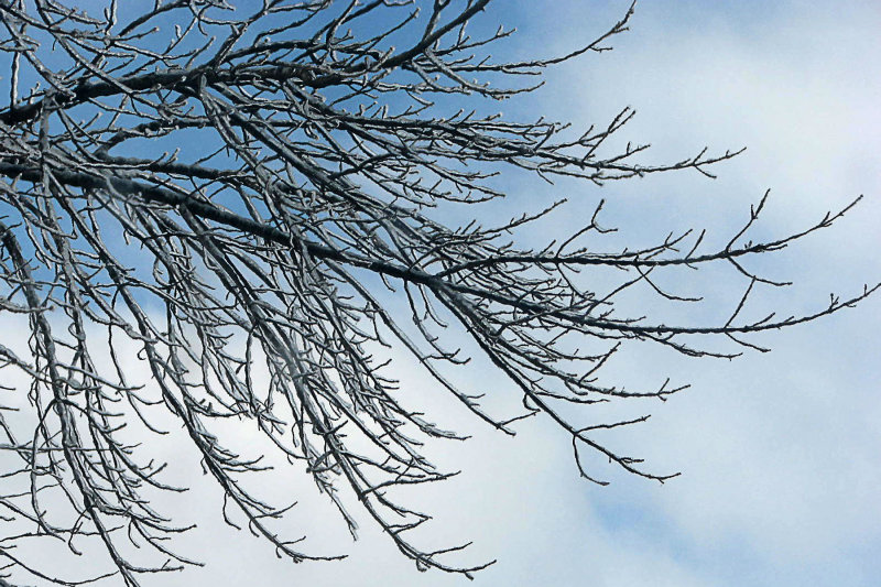 Ice Branches