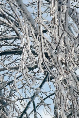 Ice Branches Two