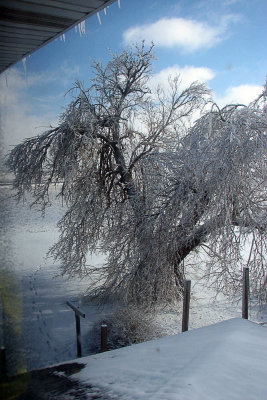 Ice Heavy Tree Split