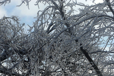 More Ice Branches