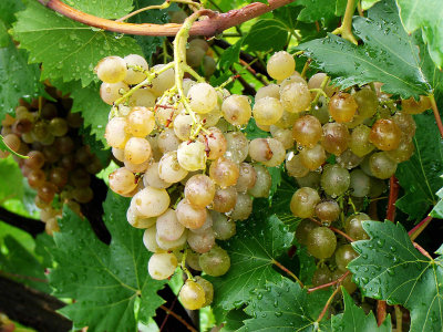 Grapes Before