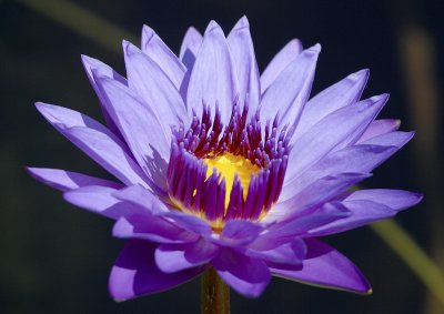 Steve LeQuier lilly.jpg