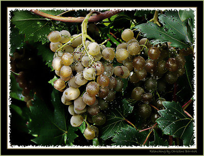 Grapes After