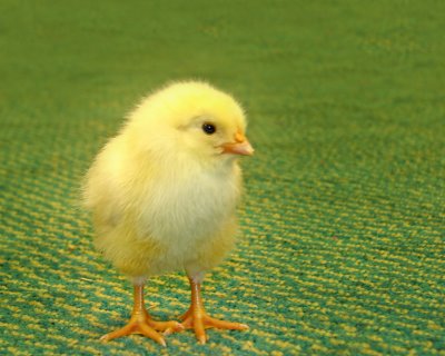 Chick