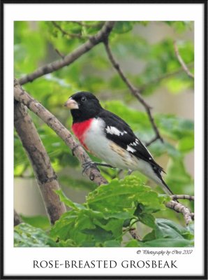 Rose-breasted grosbeak