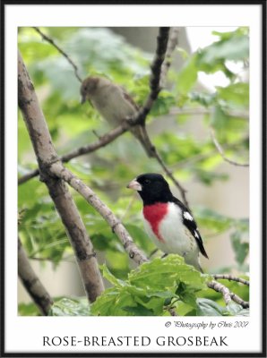 Rose-breasted grosbeak 2