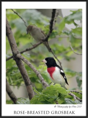 Rose-breasted-grosbeak3