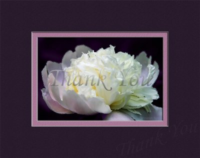 Thank You Card