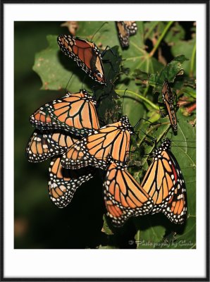 My Garden Gallery