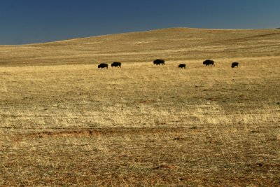 Buffaloes