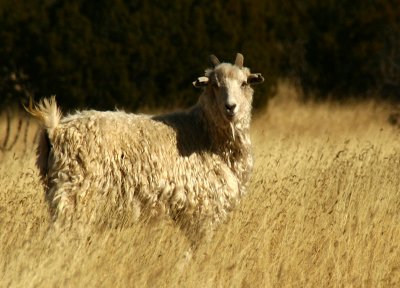 The sheep on my way to Alberqueque