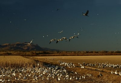 Bosque del Apache