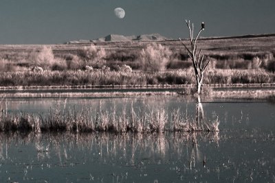 Bosque del Apache, New Mexico