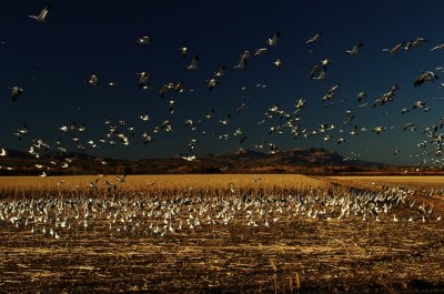 birds migration in NM