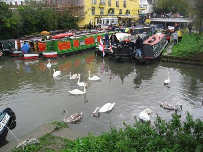 ... even the swans formed their own blockade!