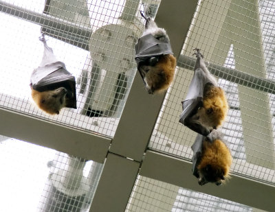 aquarium-bats1.jpg