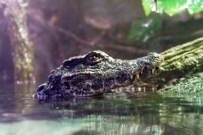 aquarium-croc2.jpg