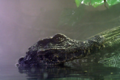 aquarium-croc3.jpg