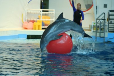 aquarium-dolphin1.jpg