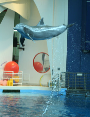 aquarium-dolphin2.jpg