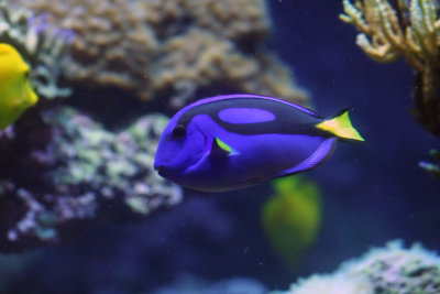 aquarium-doryfish.jpg