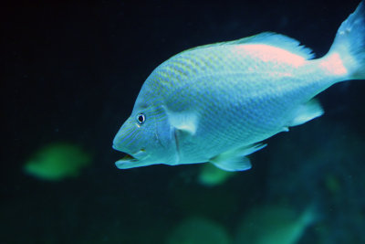 aquarium-fish3.jpg