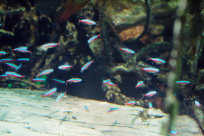 aquarium-neons.jpg