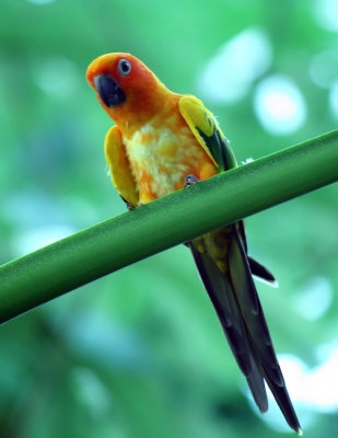 aquarium-parrot1.jpg