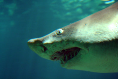 aquarium-shark1.jpg