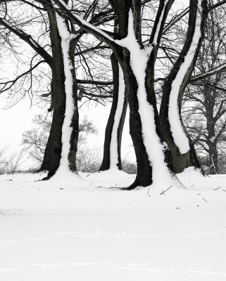 ring of trees