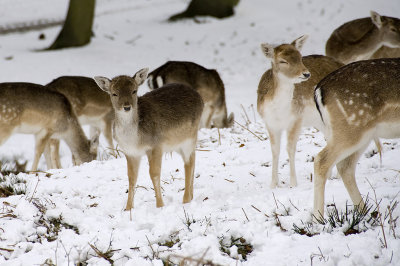 too cute for wordsfallow deer