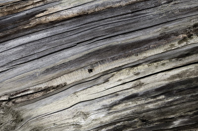 old wood