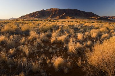 Sossusvlei  grasses