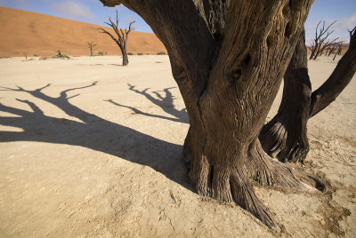 Dead Vlei, Sossusvlei