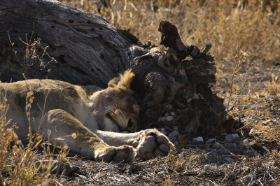 Well fed Lioness, Etosha