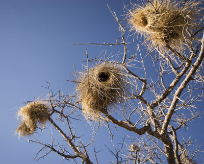 Nests, Etosha