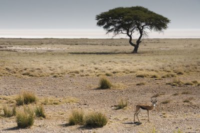 Etosha pan