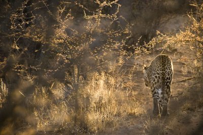 Leopard in the undergrowth, Okonjima