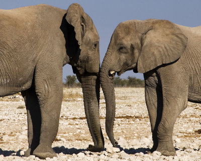 Elephant's greeting, Etosha