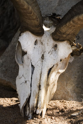 Kudu Skull, Hobatere Lodge