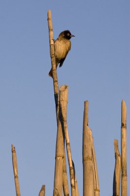 Bird on a stick, Okonjima