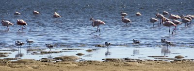 FlamingosSwakopmund