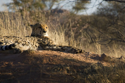 Rescued Cheetah, Okonjima