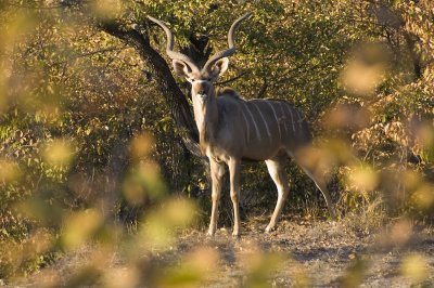 Kudu Bull, Etosha