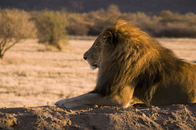 Lion posing, Okonjima